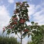 Clerodendrum trichotomum